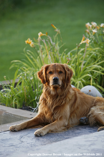 Golden Retriever 