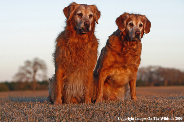 Golden Retrievers
