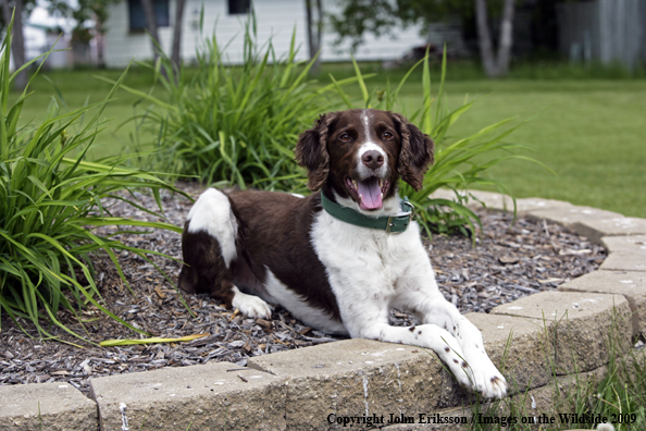Brittany Spaniel in yard