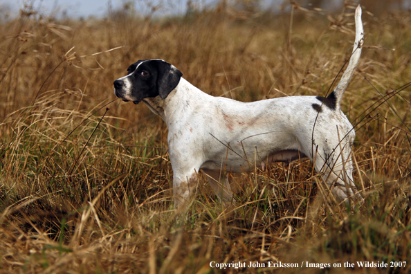 English Pointers in field.