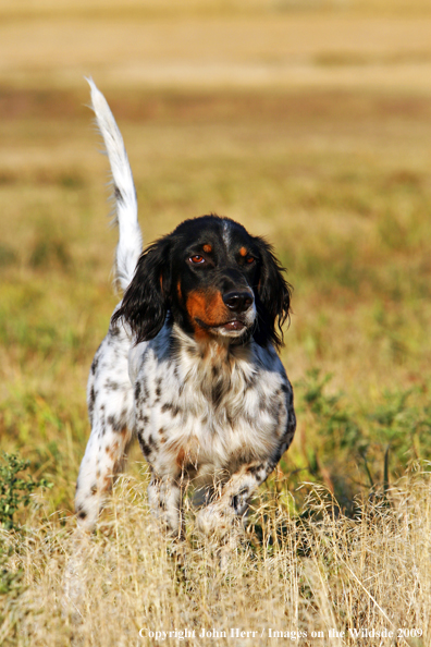 English Setter in field on point