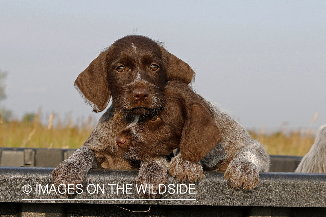 German Wirehair Pointer puppies