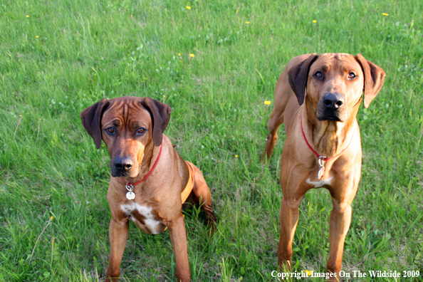 Rhodesian Ridgebacks