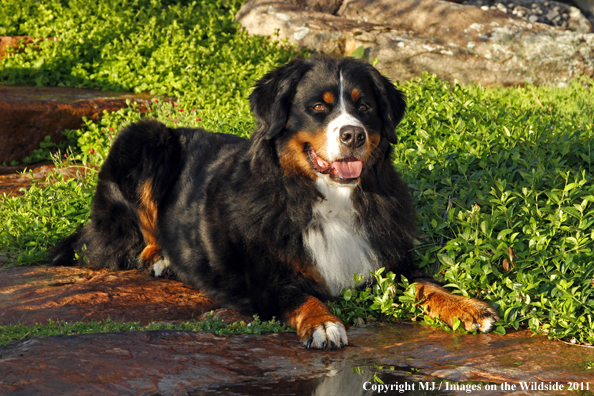 Bernese Mountain Dog. 