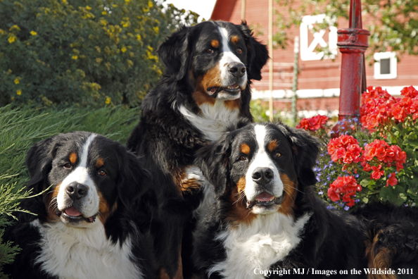 Bernese Mountain Dogs.