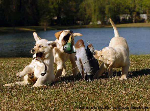 Yellow Labrador Puppies