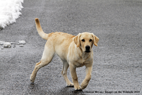 Yellow Labrador Retriever Puppy