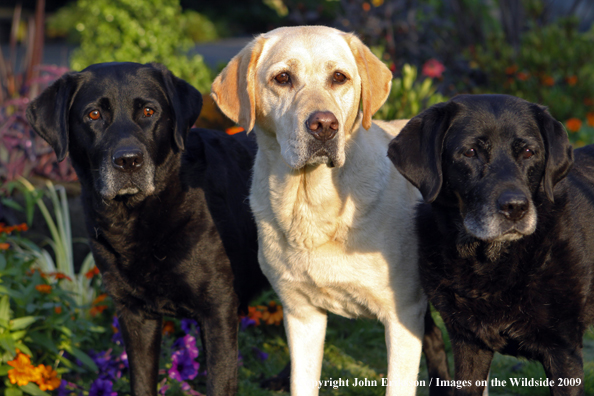 Multi-colored Labrador Retrievers 