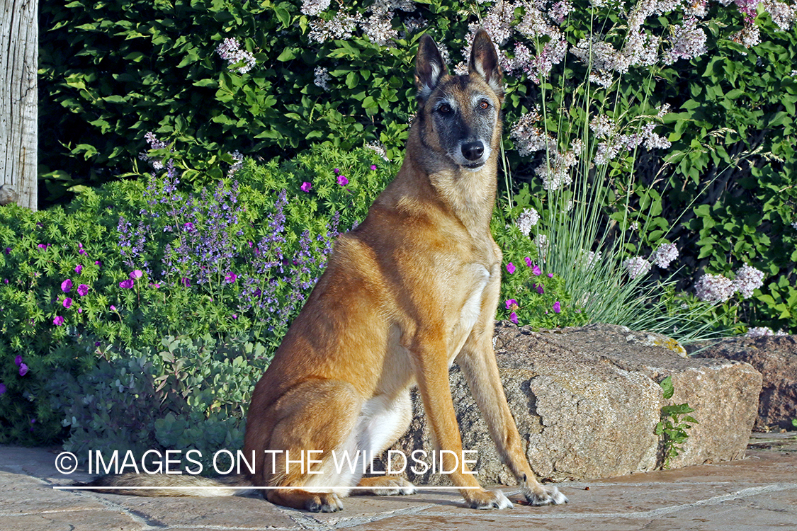 Belgian Shepard Malinois sitting on stone floor.