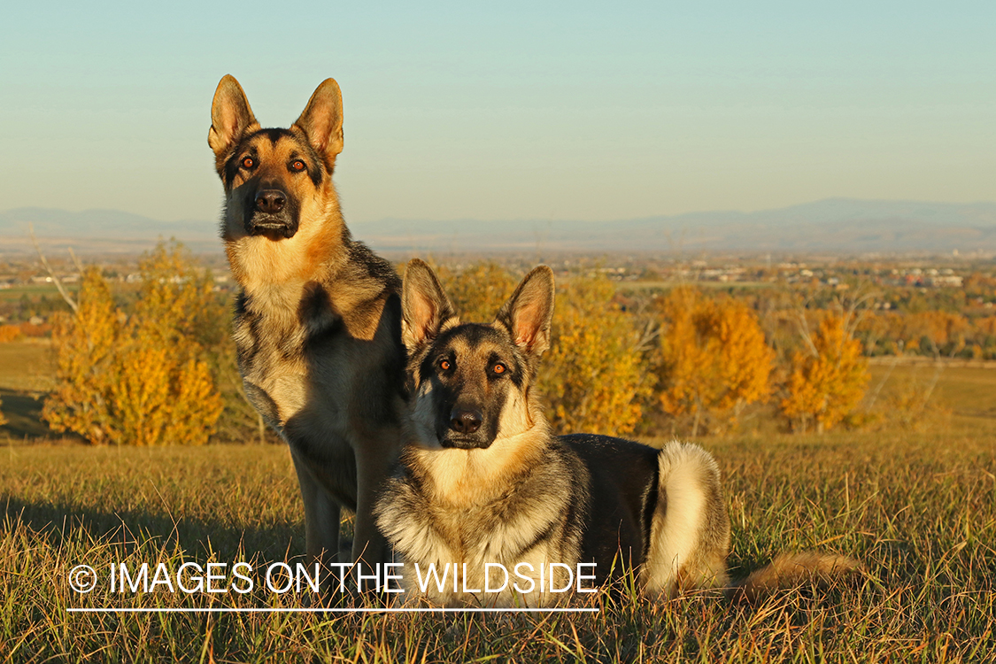 German Shepherds in grass.