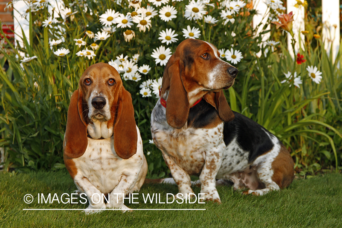 Basset Hounds