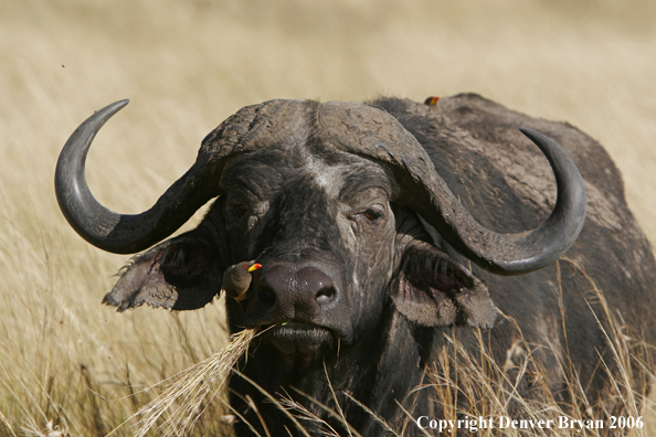 African Cape Buffalo