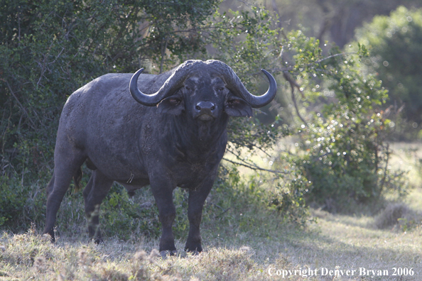 African Cape Buffalo