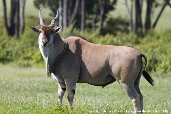 African Eland in habitat