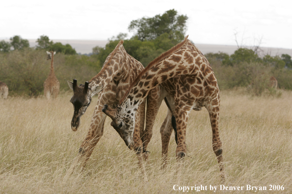 African Masai Giraffes fighting