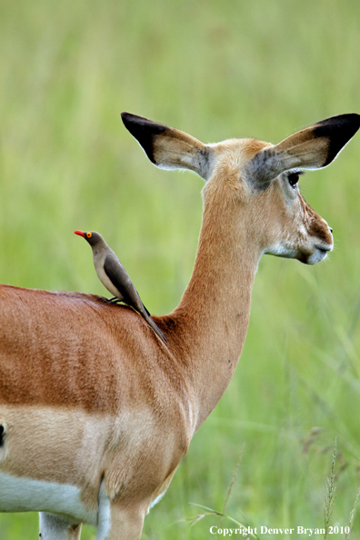 Impala doe with oxpecker on back. (Africa)