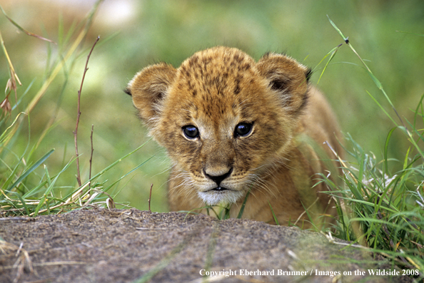 African Lion cub