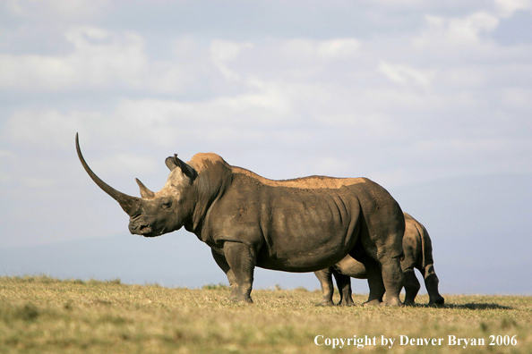 White African Rhinocerous