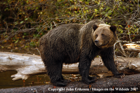 Grizzly/Brown Bear in habitat