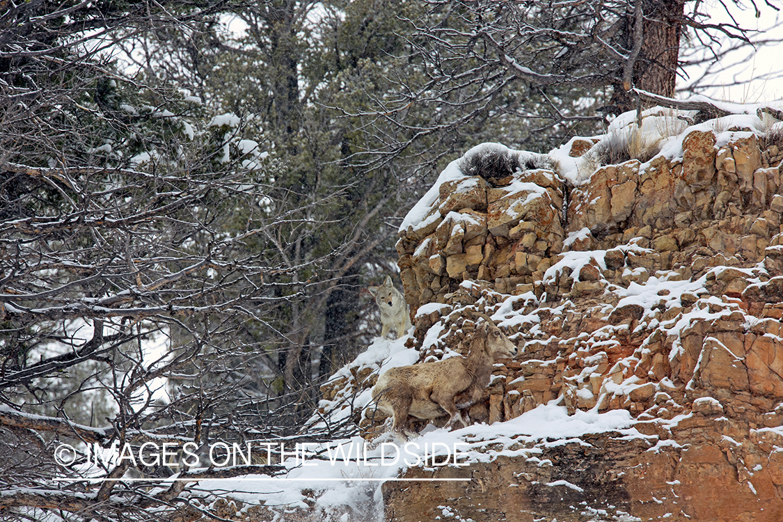 Coyotes hunting/chasing Bighorn sheep.