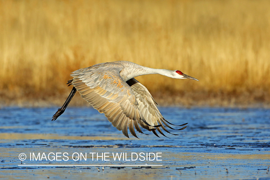 Sandhill crane taking flight. 