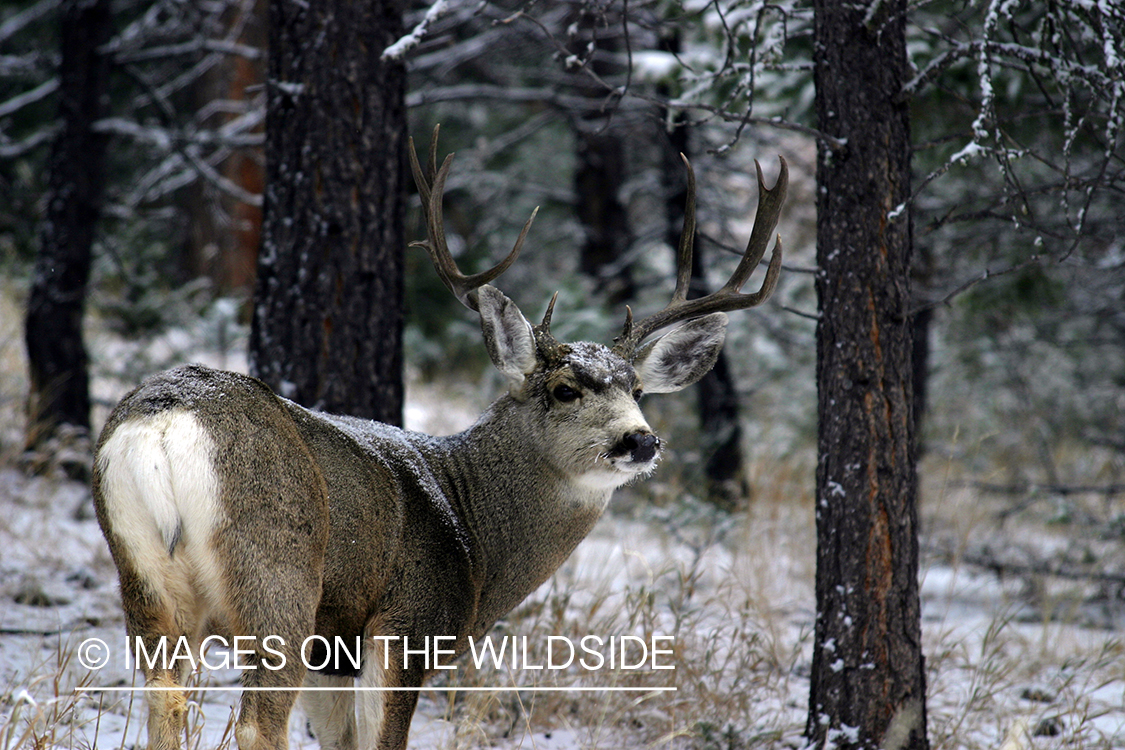 Mule deer in habitat