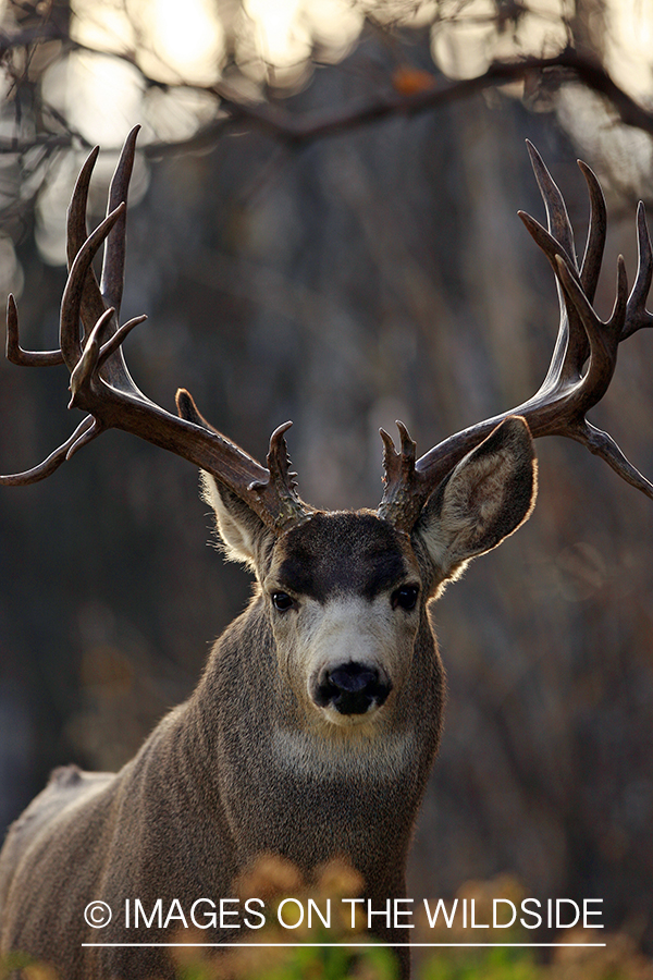 Mule deer 
