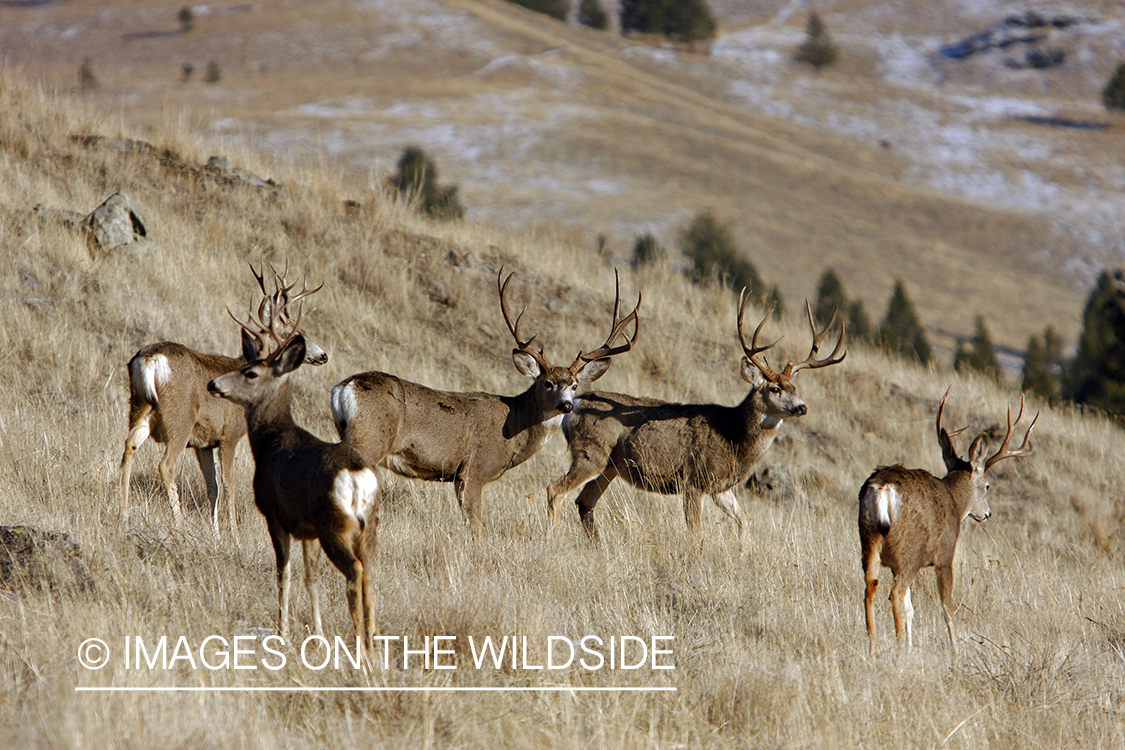 Mule deer 