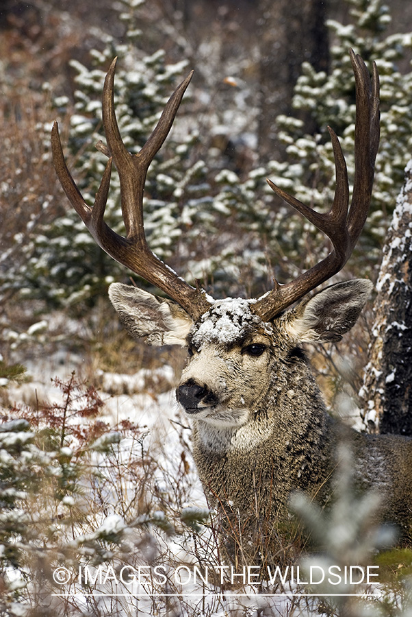 Mule deer 