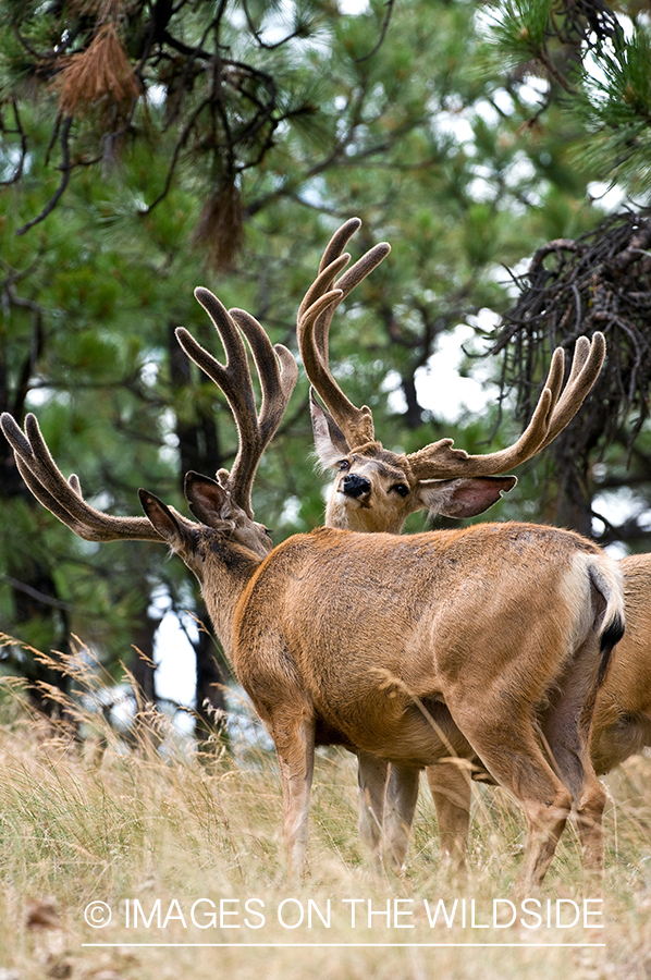 Mule Bucks in Velvet 