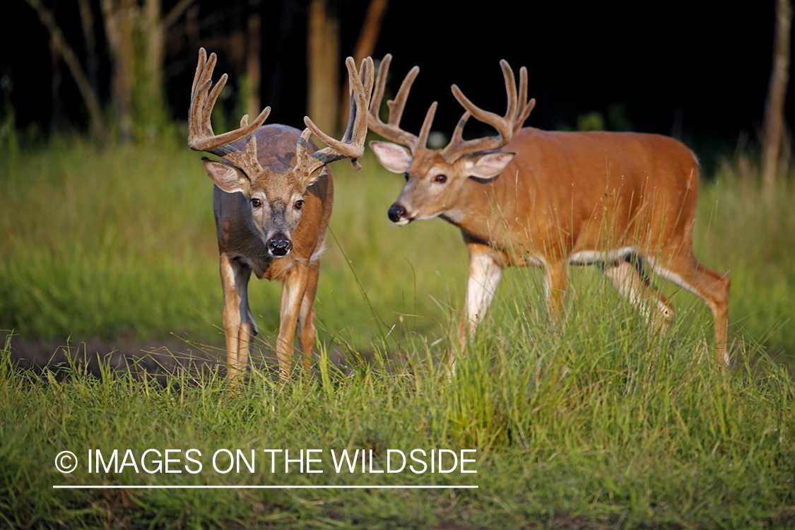 White-tailed Bucks in Velvet.