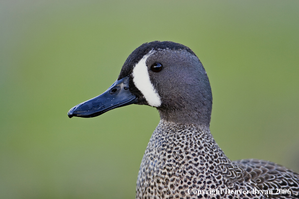 Close-up of a Blue-winged Teal duck.