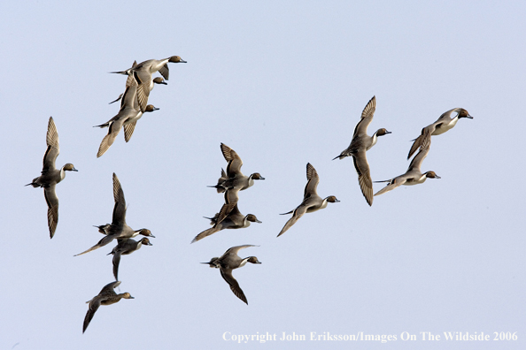 Pintail ducks in habitat.