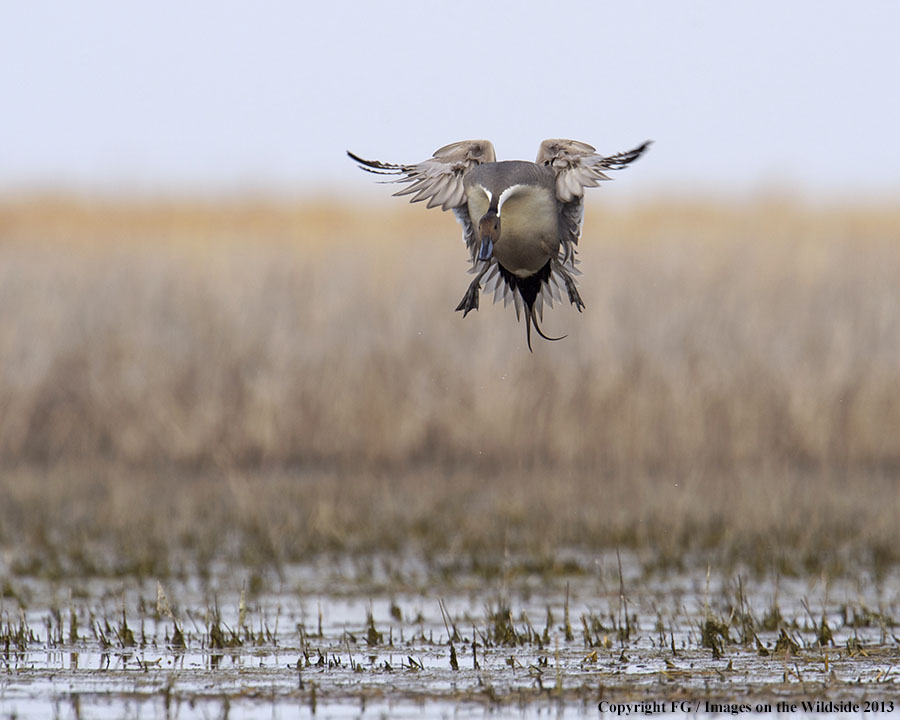 Pintail landing on water.