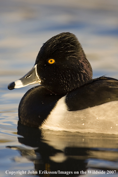 Ring-necked duck