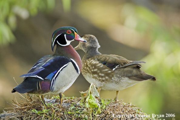 Wood duck pair.
