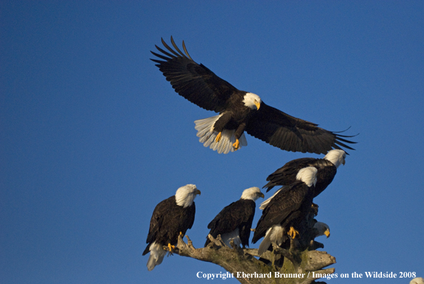 Bald Eagles in habitat