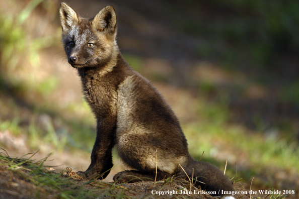 Baby Red Fox in habitat
