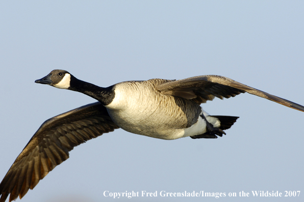 Canadian Goose in flight