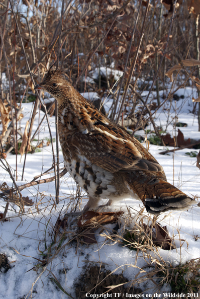 Ruffed Grouse in habitat. 