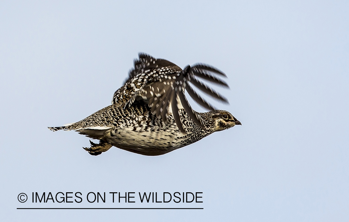 Sharp-tailed Grouse in flight.