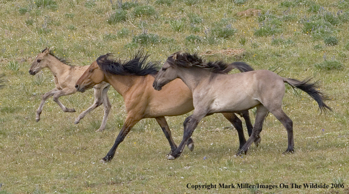Wild horses in habitat.