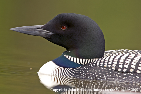 Loon in habitat