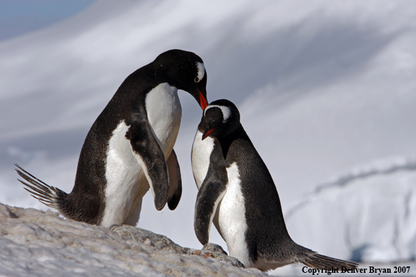 Gentoo Penguin in habitat