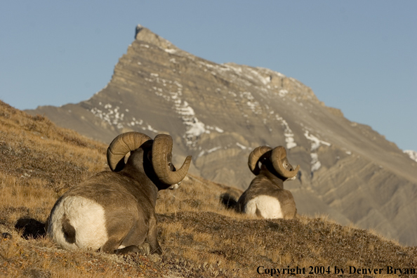 Herd of Rocky Mountain bighorn sheep (rams).