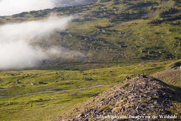 Rocky Mountain Bighorn sheep lying on top of hill.