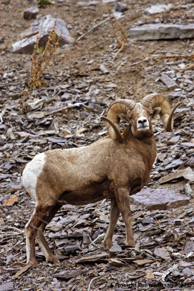 Rocky Mountain Big Horn Sheep
