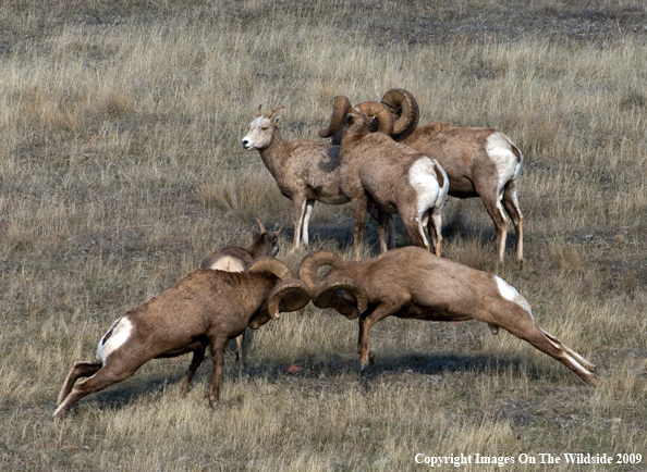 Rocky Mountain Bighorn Sheep