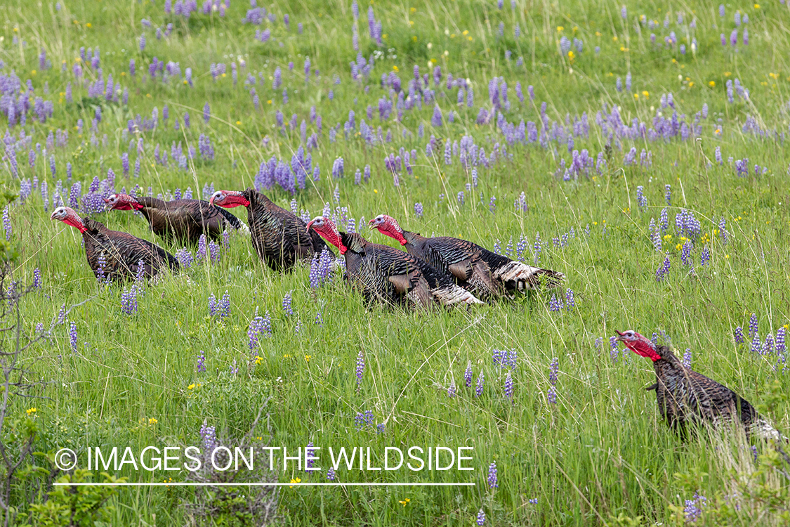 Merriam turkey in field of lupine.
