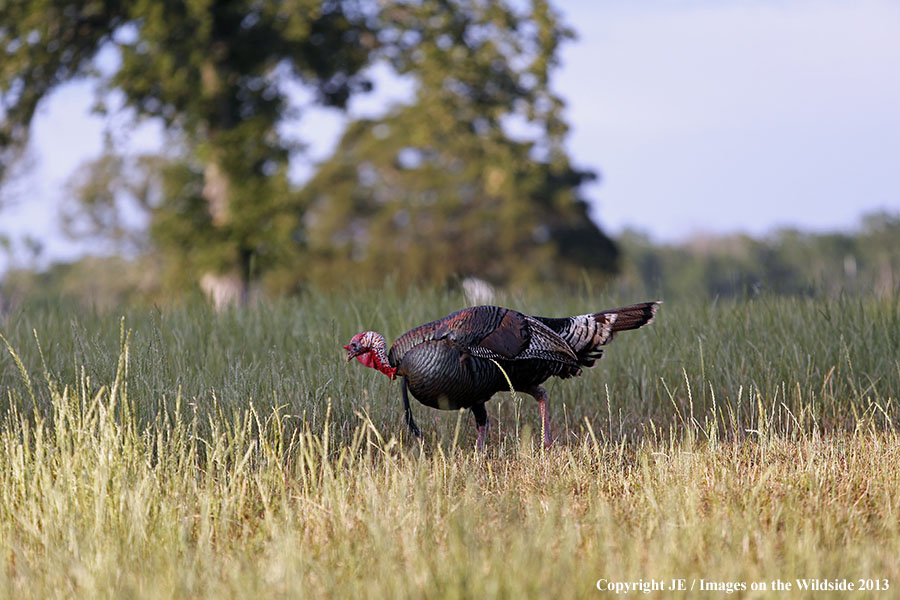 Rio Grande Turkey in habitat. 